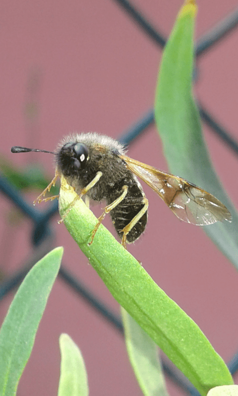 Cimbicidae, Abia sp.?